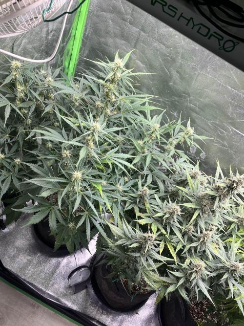 [GER] FastBuds x Original Sensible Seeds. Week 7 - Day 45