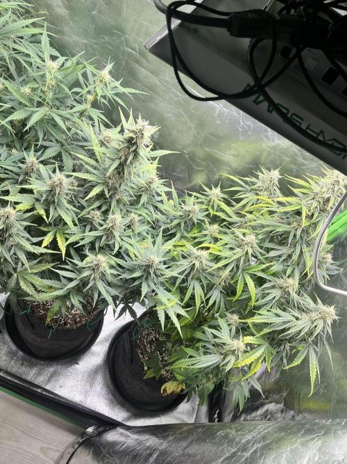 [GER] FastBuds x Original Sensible Seeds. Week 7 - Day 45