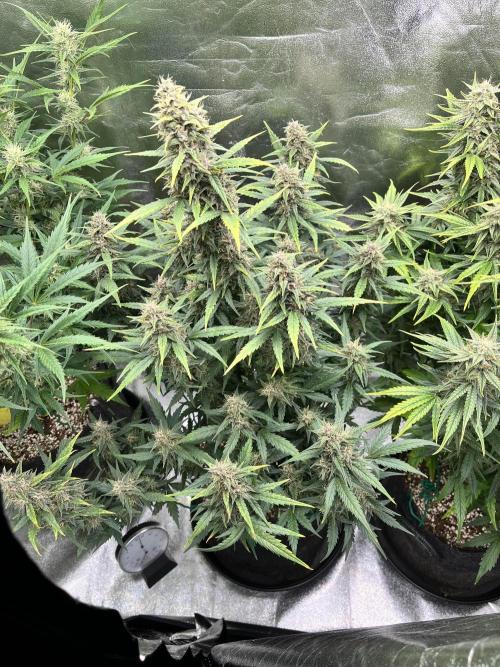 [GER] FastBuds x Original Sensible Seeds. Week 8 - Day 52