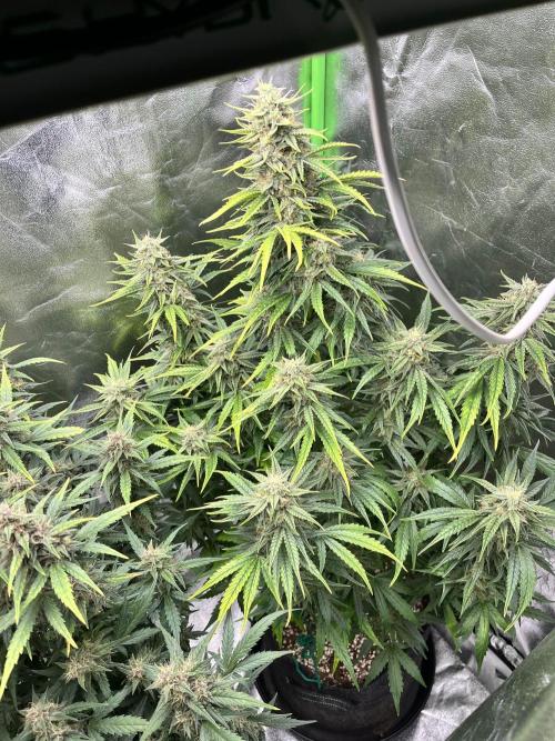 [GER] FastBuds x Original Sensible Seeds. Week 8 - Day 52