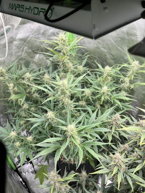 [GER] FastBuds x Original Sensible Seeds. Week 8 - Day 52