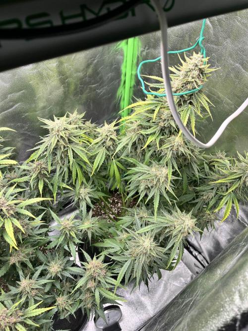 [GER] FastBuds x Original Sensible Seeds. Week 9 - Day 59