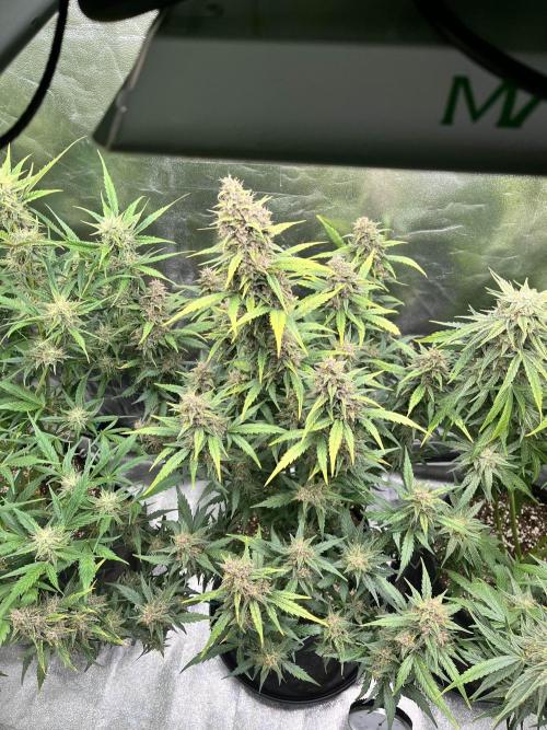 [GER] FastBuds x Original Sensible Seeds. Week 9 - Day 59