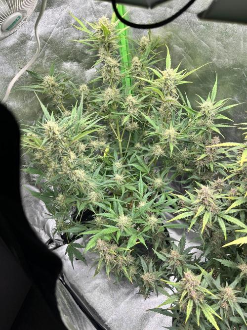 [GER] FastBuds x Original Sensible Seeds. Week 9 - Week 6-7 