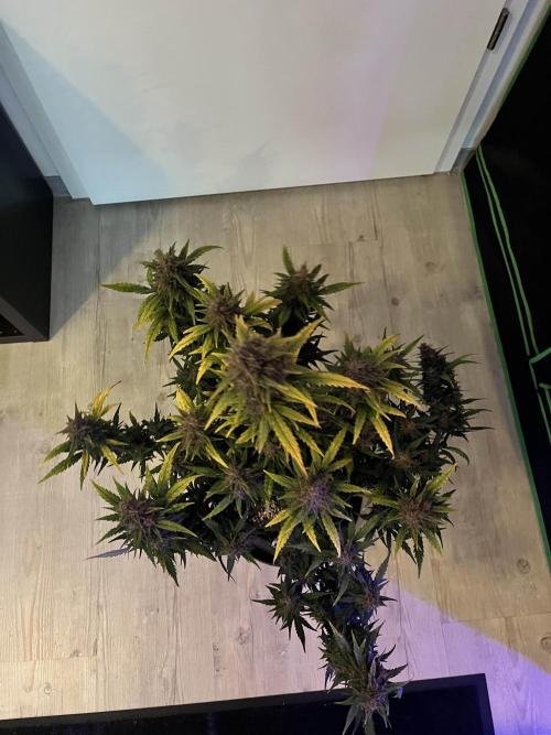 [GER] FastBuds x Original Sensible Seeds. Week 10 - Done