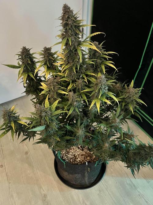 [GER] FastBuds x Original Sensible Seeds. Week 10 - Done