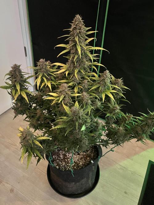 [GER] FastBuds x Original Sensible Seeds. Week 10 - Done