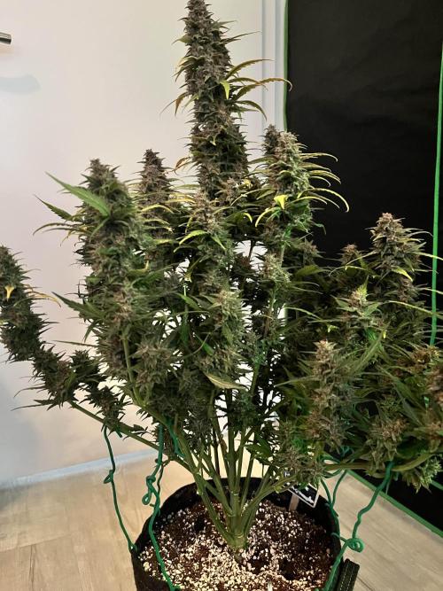 [GER] FastBuds x Original Sensible Seeds. Week 10 - Done