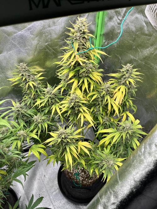 [GER] FastBuds x Original Sensible Seeds. Week 10 - Day 66