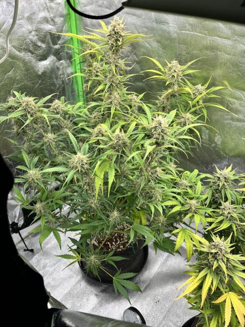 [GER] FastBuds x Original Sensible Seeds. Week 10 - Day 66