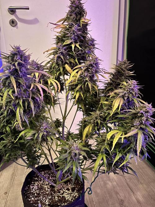 [GER] FastBuds x Original Sensible Seeds. Week 11 - Done