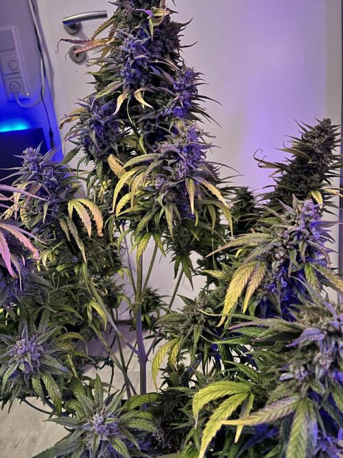 [GER] FastBuds x Original Sensible Seeds. Week 11 - Done