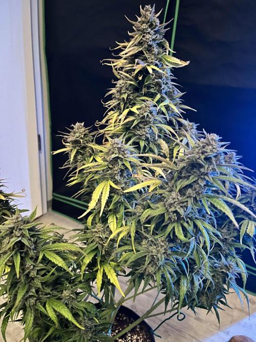 [GER] FastBuds x Original Sensible Seeds. Week 11 - Done