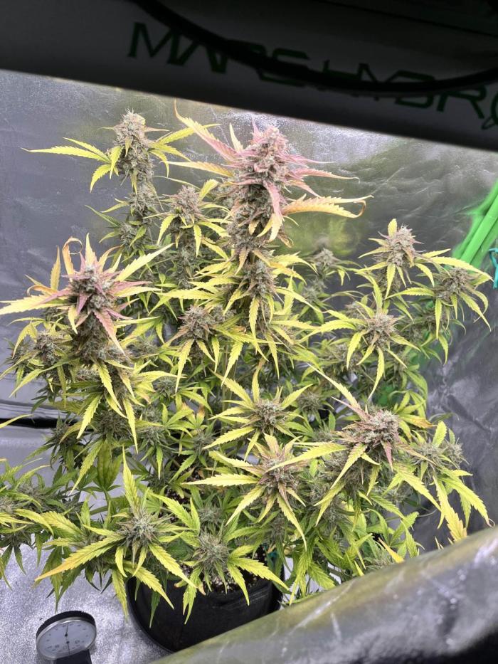 [GER] FastBuds x Original Sensible Seeds. Week 11 - Day 75