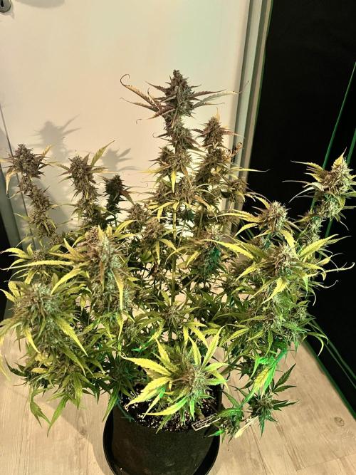 [GER] FastBuds x Original Sensible Seeds. Week 12 - Done! Day 77-78