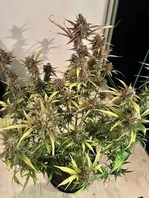 [GER] FastBuds x Original Sensible Seeds. Week 12 - Done! Day 77-78