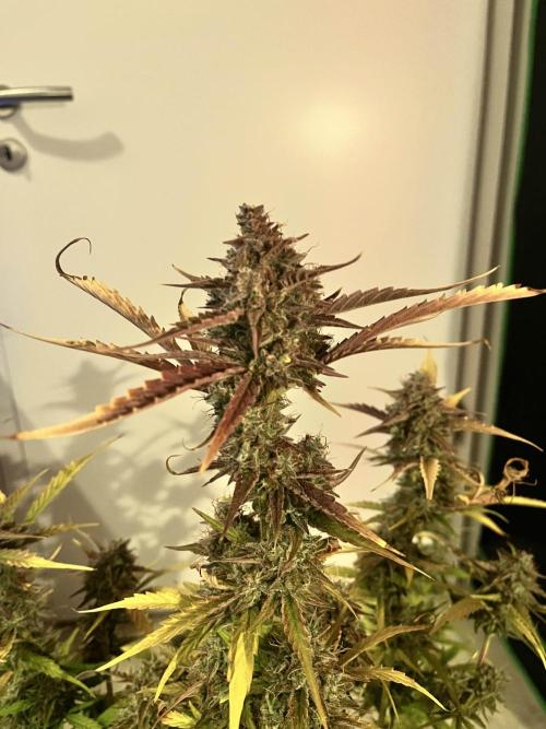 [GER] FastBuds x Original Sensible Seeds. Week 12 - Done! Day 77-78