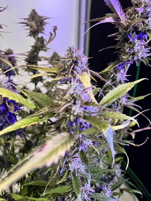 [GER] FastBuds x Original Sensible Seeds. Week 12 - Done! Day 77-78