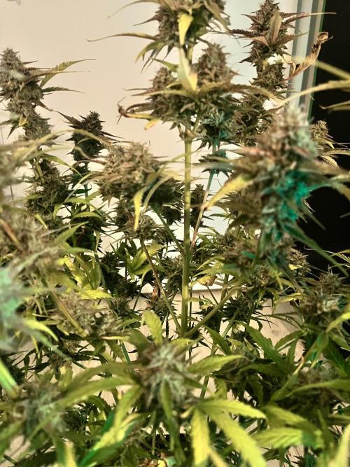 [GER] FastBuds x Original Sensible Seeds. Week 12 - Done! Day 77-78