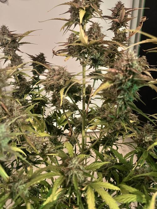 [GER] FastBuds x Original Sensible Seeds. Week 12 - Done! Day 77-78