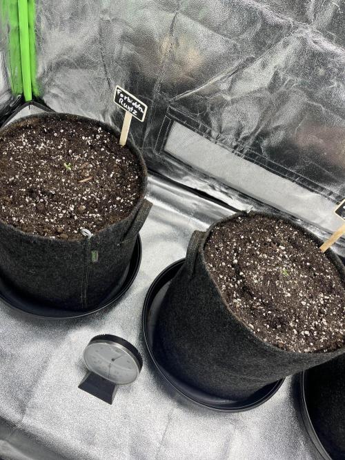 Fast Buds Mix  - Die vergessenen Strains. Week 1 - Day 1