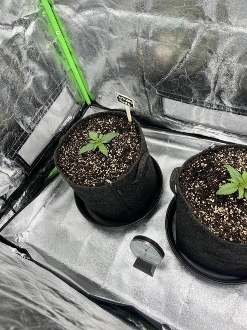 Fast Buds Mix  - Die vergessenen Strains. Week 2 - Day 8