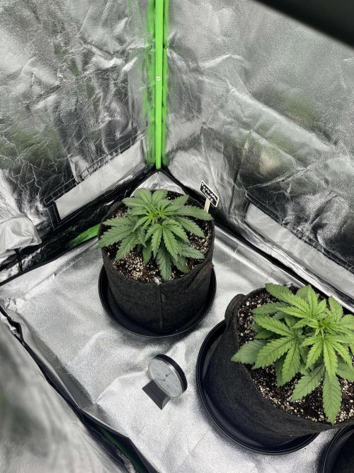 Fast Buds Mix  - Die vergessenen Strains. Week 3 - Day 15