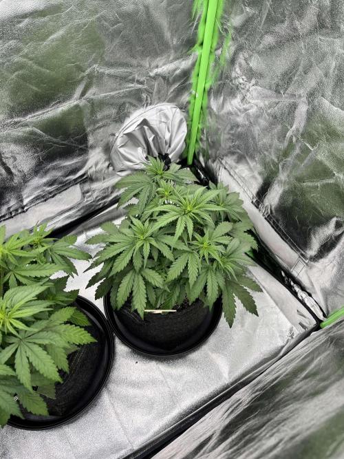 Fast Buds Mix  - Die vergessenen Strains. Week 4 - Day 23