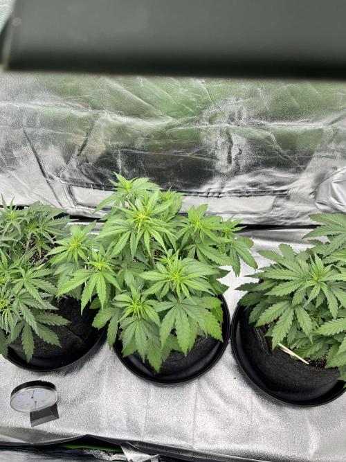 Fast Buds Mix  - Die vergessenen Strains. Week 4 - Day 23