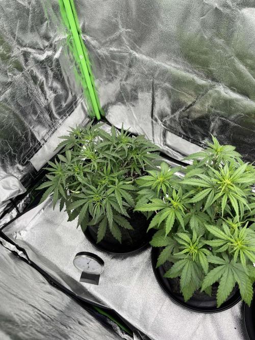 Fast Buds Mix  - Die vergessenen Strains. Week 4 - Day 23