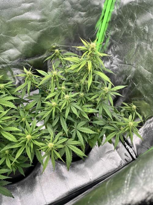Fast Buds Mix  - Die vergessenen Strains. Week 5 - Day 30
