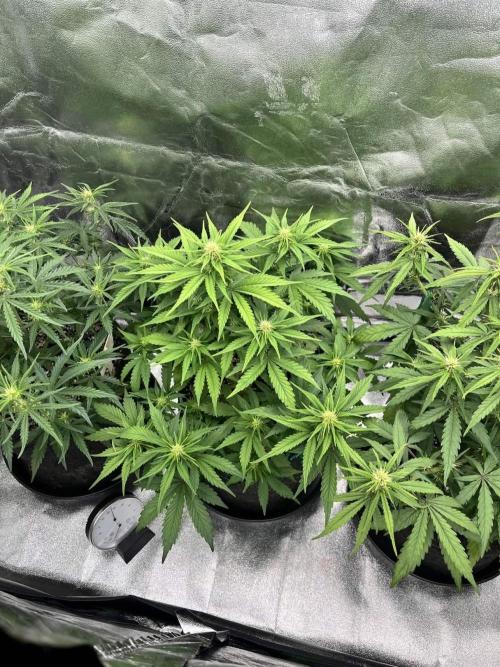 Fast Buds Mix  - Die vergessenen Strains. Week 5 - Day 30