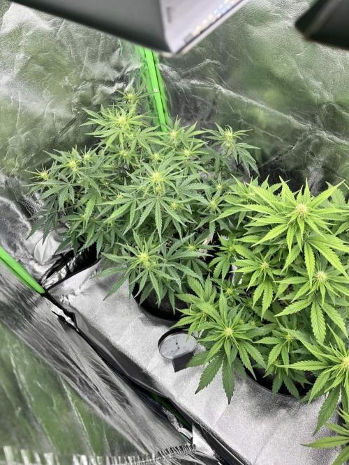 Fast Buds Mix  - Die vergessenen Strains. Week 5 - Day 30 