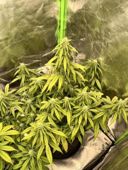 Fast Buds Mix  - Die vergessenen Strains. Week 6 - Day 37