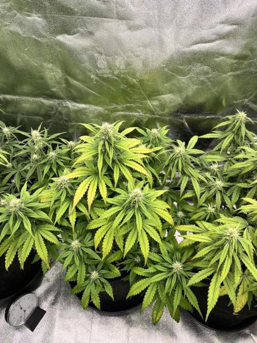 Fast Buds Mix  - Die vergessenen Strains. Week 6 - Day 37