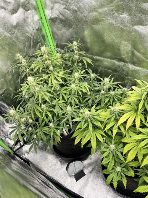 Fast Buds Mix  - Die vergessenen Strains. Week 6 - Day 37