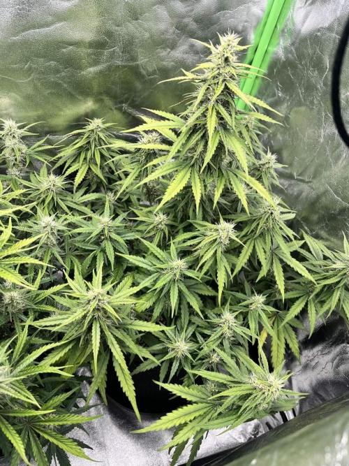 Fast Buds Mix  - Die vergessenen Strains. Week 7 - Day 44