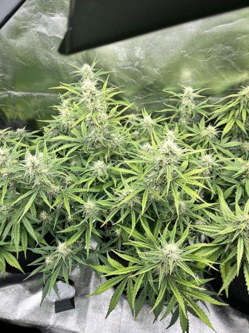 Fast Buds Mix  - Die vergessenen Strains. Week 7 - Day 44