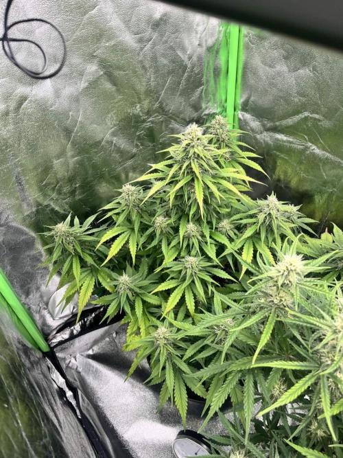 Fast Buds Mix  - Die vergessenen Strains. Week 7 - Day 44