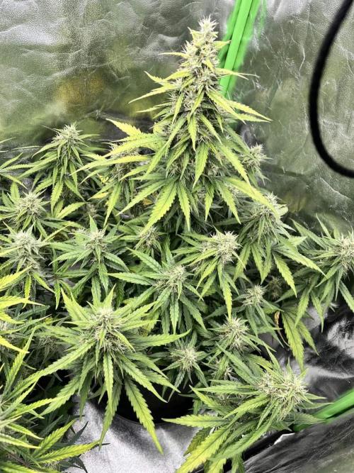 Fast Buds Mix  - Die vergessenen Strains. Week 8 - Day 53