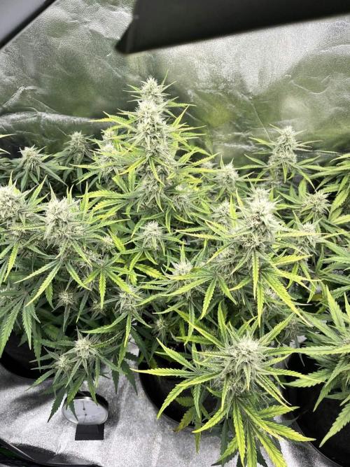 Fast Buds Mix  - Die vergessenen Strains. Week 8 - Day 53