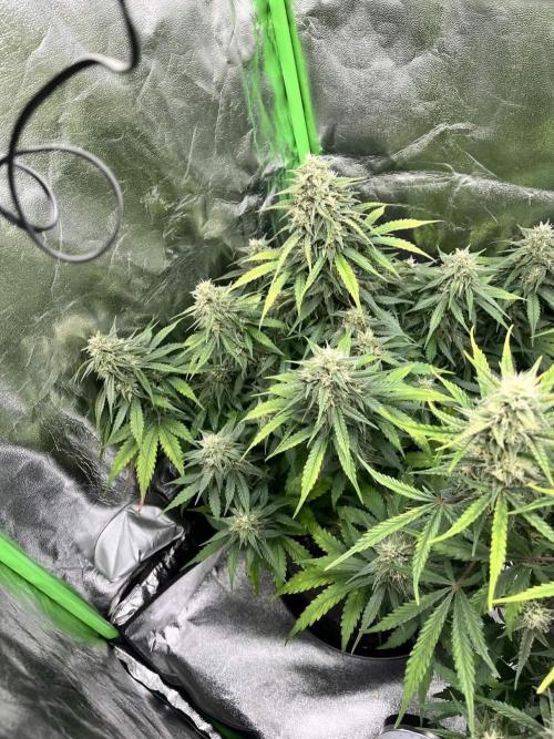 Fast Buds Mix  - Die vergessenen Strains. Week 8 - Day 53