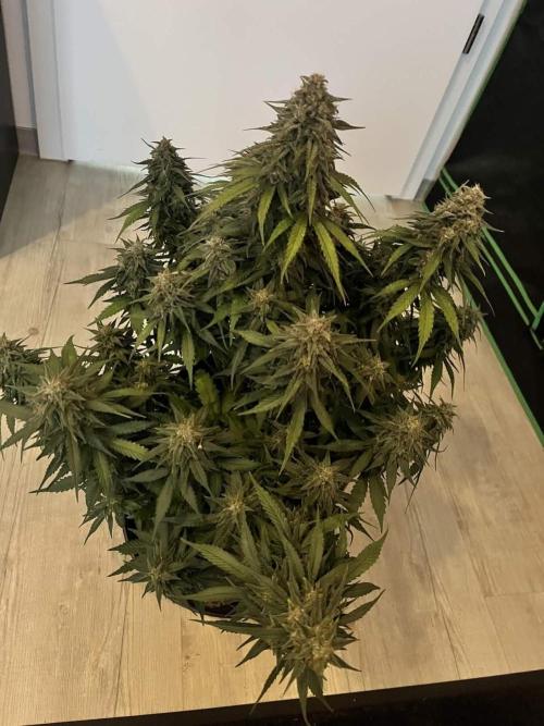 Fast Buds Mix  - Die vergessenen Strains. Week 9 - Day 62