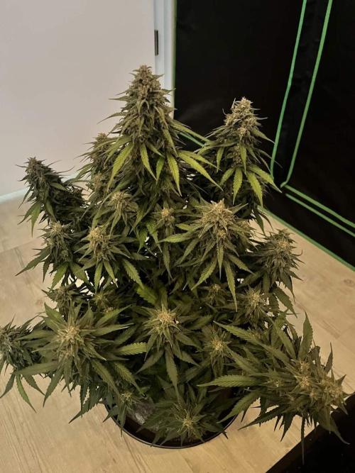 Fast Buds Mix  - Die vergessenen Strains. Week 9 - Day 62