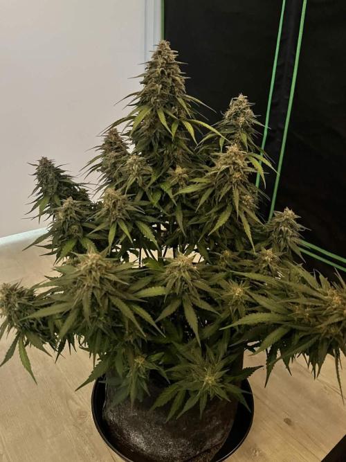 Fast Buds Mix  - Die vergessenen Strains. Week 9 - Day 62