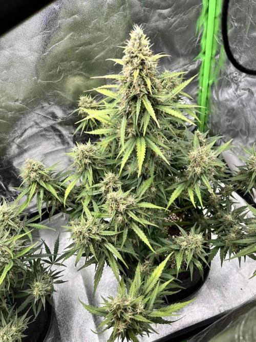 Fast Buds Mix  - Die vergessenen Strains. Week 9 - Day 62