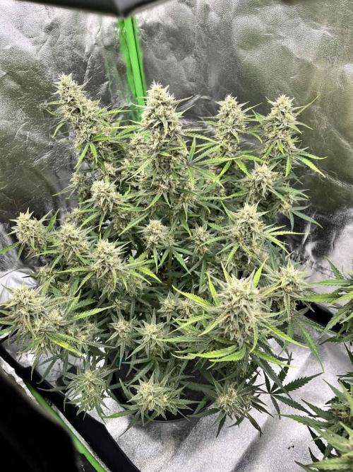 Fast Buds Mix  - Die vergessenen Strains. Week 9 - Day 62