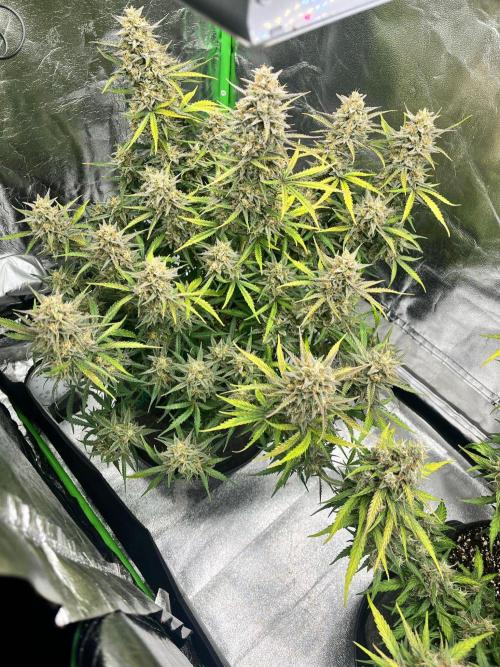 Fast Buds Mix  - Die vergessenen Strains. Week 10 - Day 69
