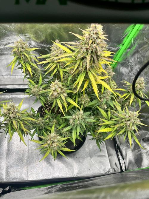 Fast Buds Mix  - Die vergessenen Strains. Week 10 - Day 69