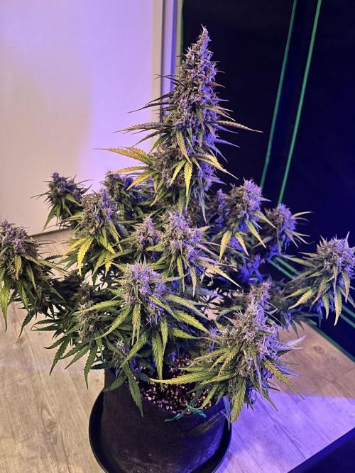 Fast Buds Mix  - Die vergessenen Strains. Week 11 - Done